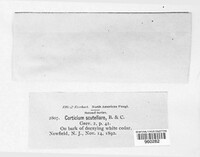 Athelia scutellaris image